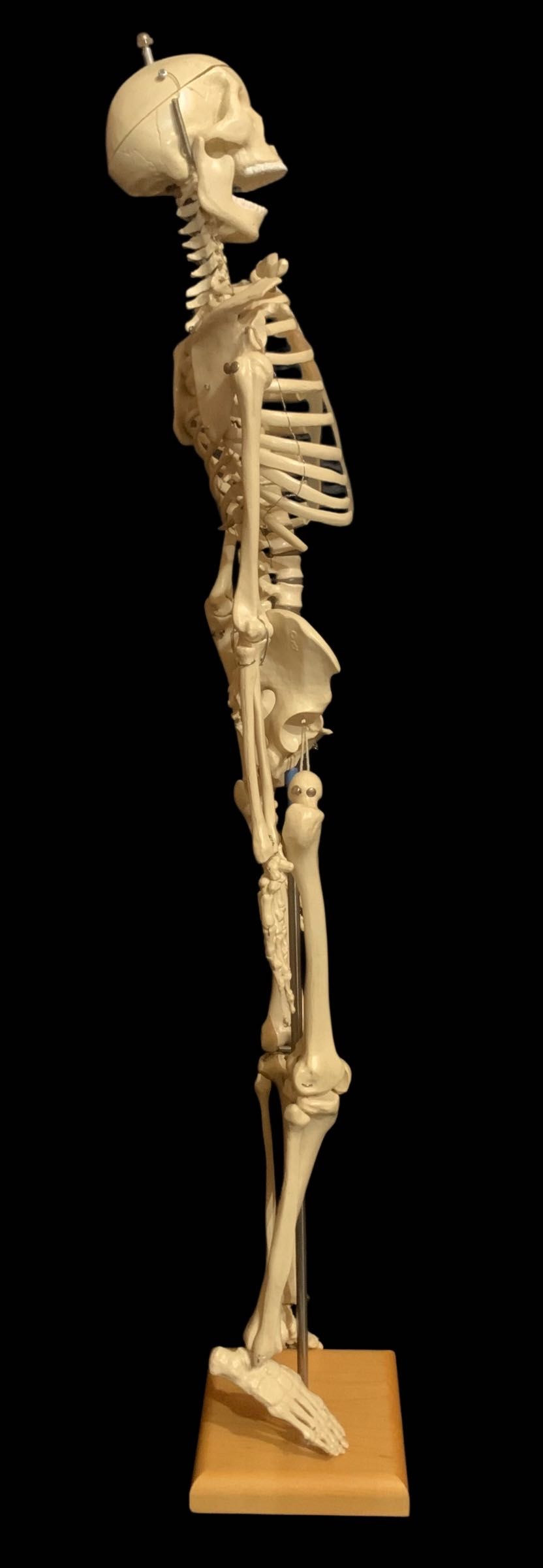 Скелет людини 65 см-анатомічна модель Rüdiger Anatomie/Denoyer, новий