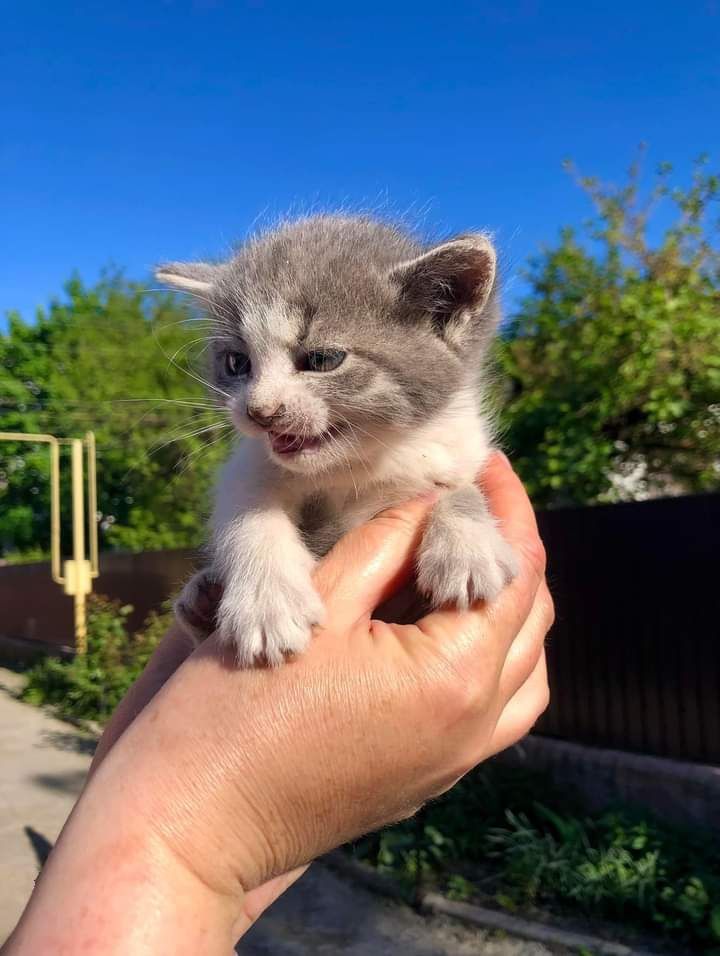 Шикарні кошенята