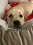 Biszkoptowa, żółta suczka labrador retriever ZKwP FCI