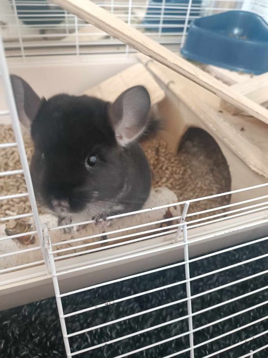 Samczyk szynszyla Czarna Perła