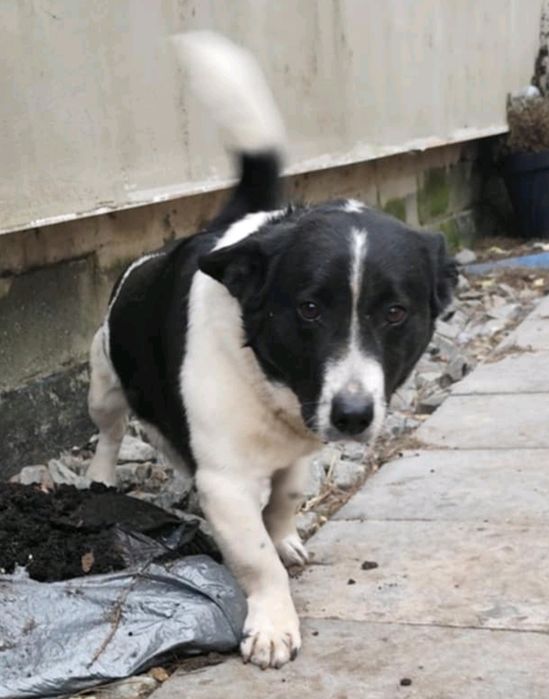 Mały piesek szuka domu