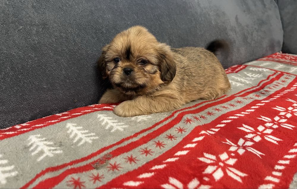 Shih tzu suczka