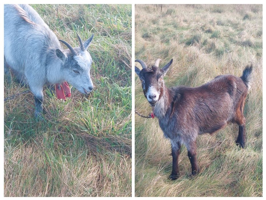 Продаються дві кози