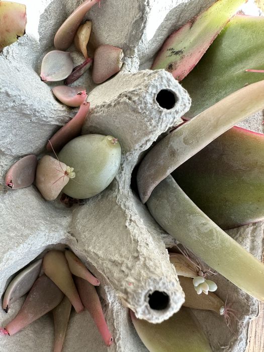 Petalas de suculentas germinadas