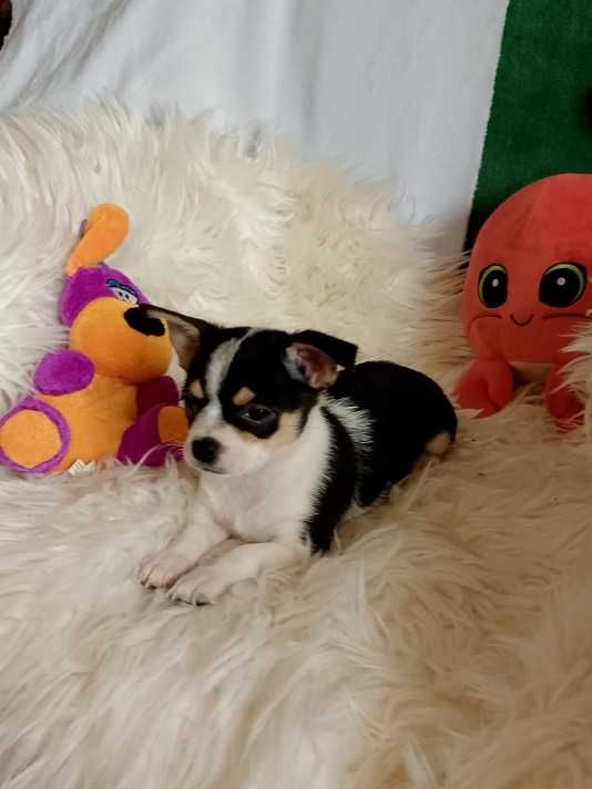 Chihuahua chłopiec