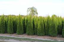 Thuja Smaragd Tuja Szmaragd 180-200 cm BARDZO WYSOKA JAKOŚĆ-PRODUCENT