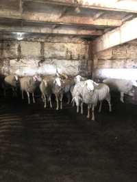 Продам овец немецкий мариноланшафт