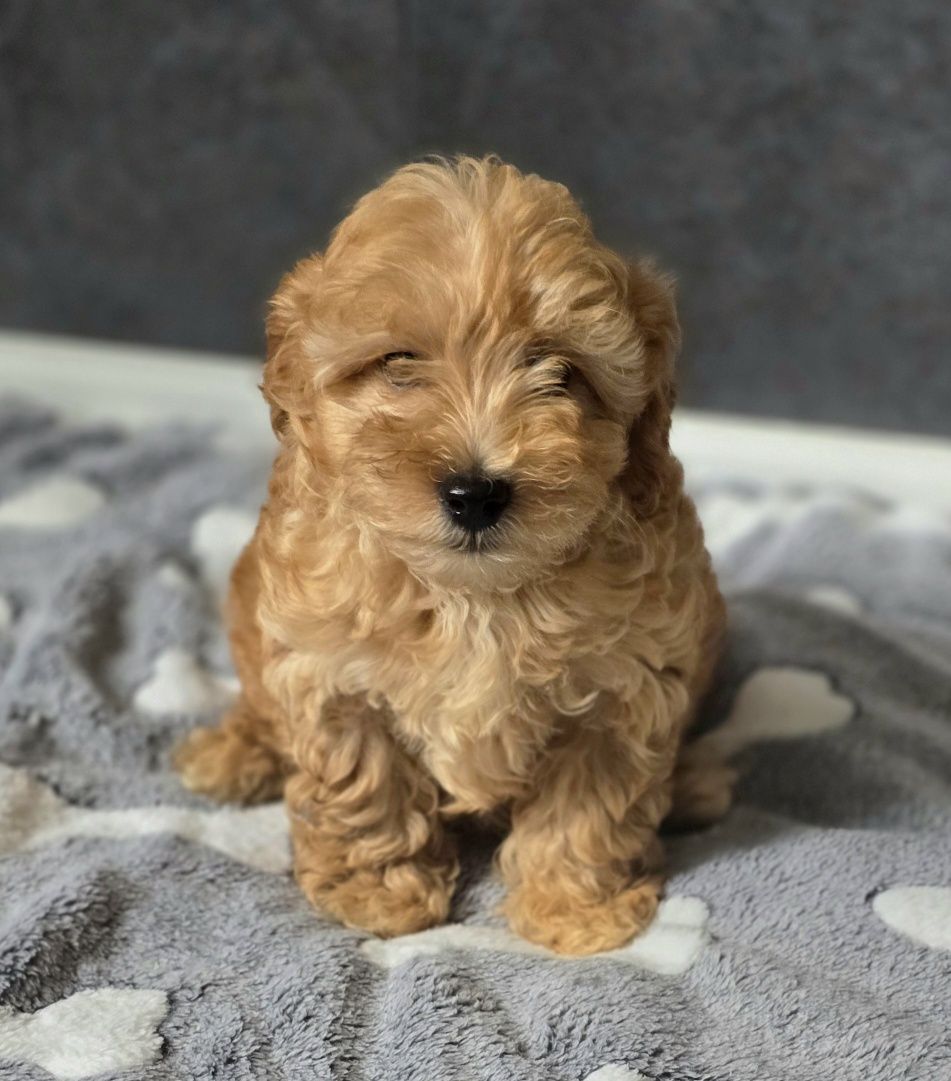Karmelowy piesek maltipoo