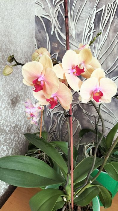 Орхидеи, фикус, жасмин