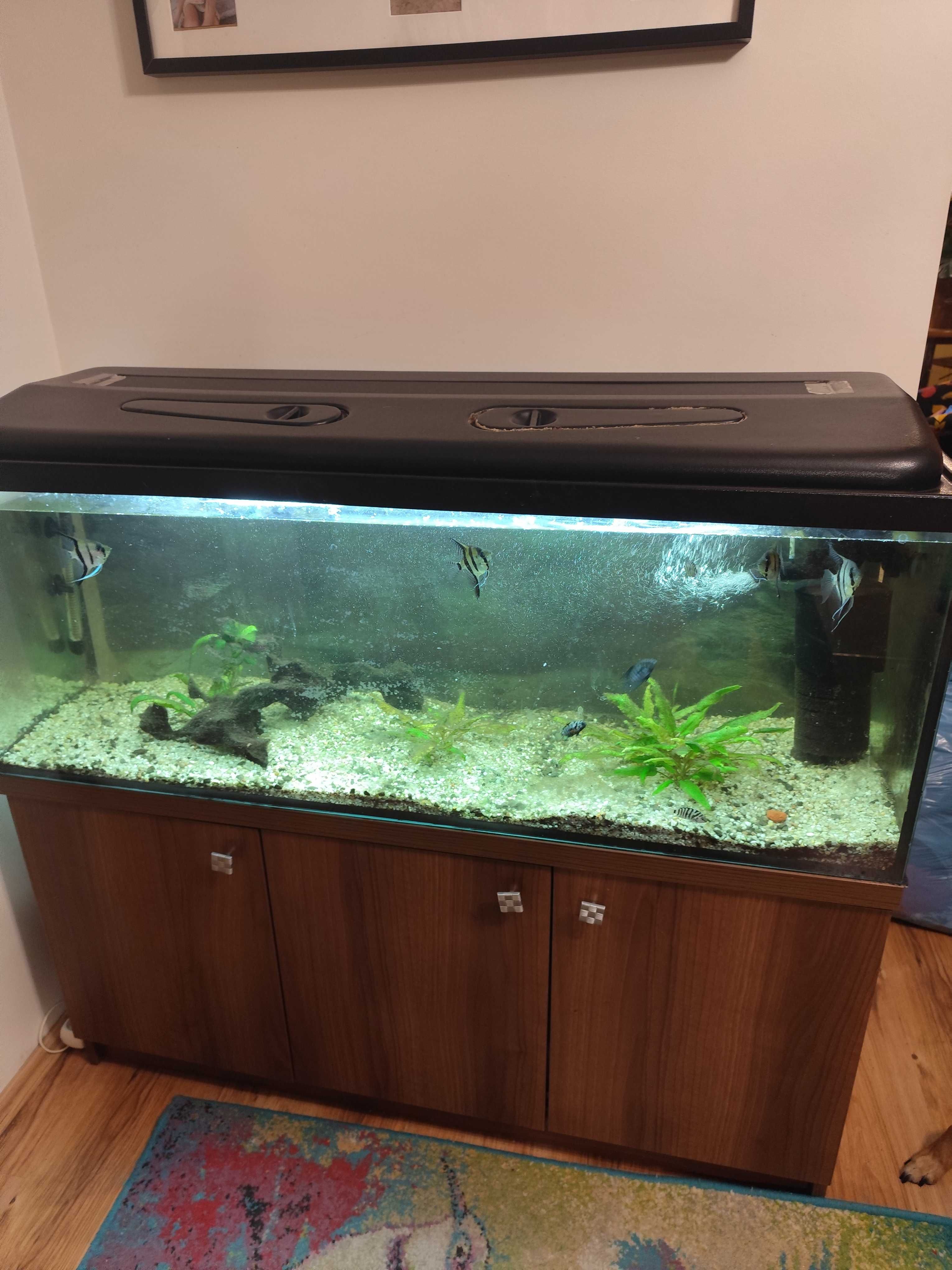Akwarium 250 l z szafką i sprzetem