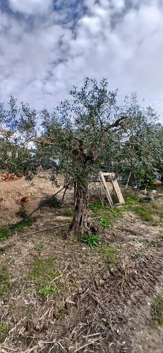 Vendo oliveiras centenárias