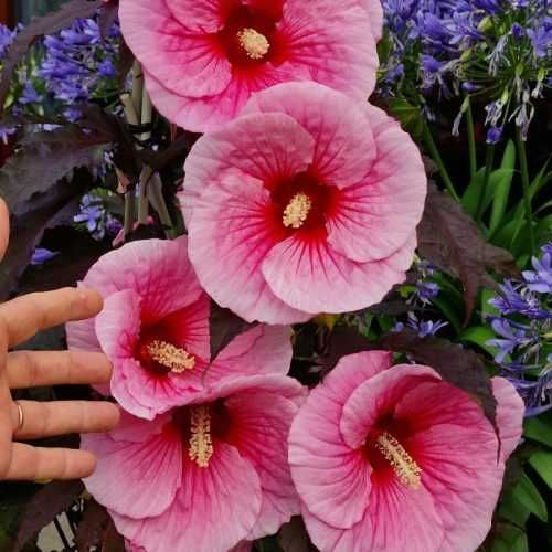Hibiskusy bylinowe /błotne, bagienne/