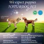 Złote szczenięta Golden Retriever FCI/ZKWP linia amerykańska