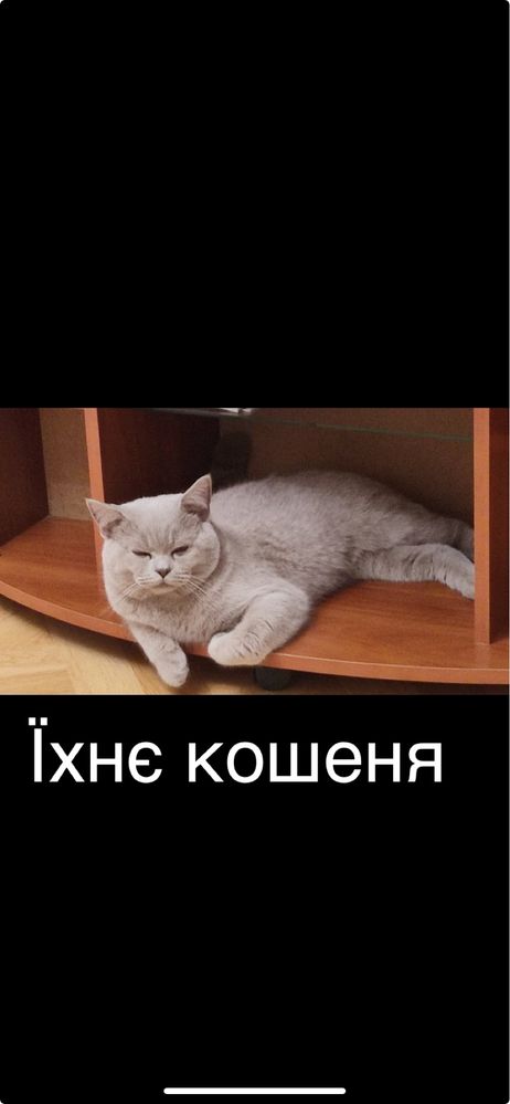 Британські котята