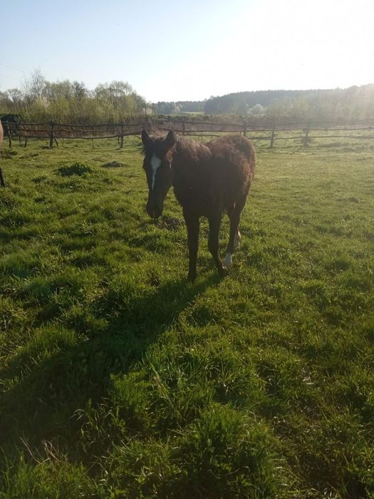 Продається лошиця!