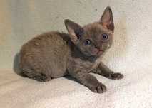 Kocurek Devon rex niebieski