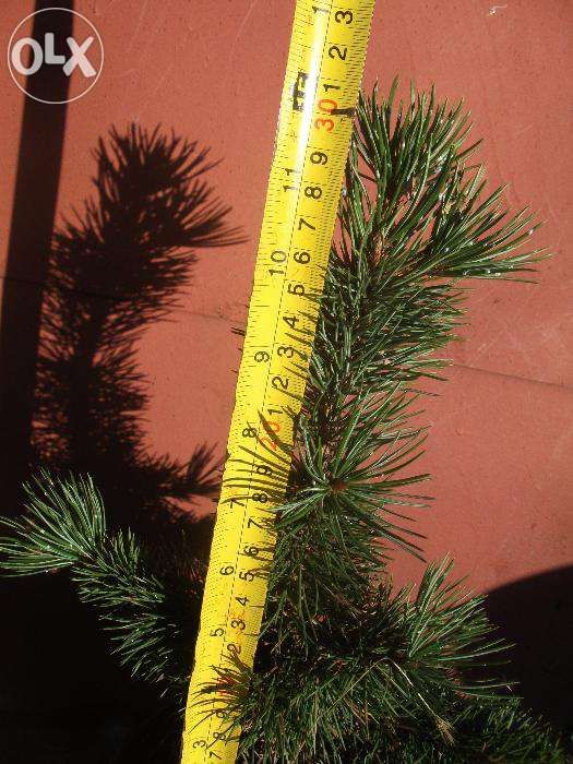 sosna OŚĆISTA wys.30-80cm doniczka
