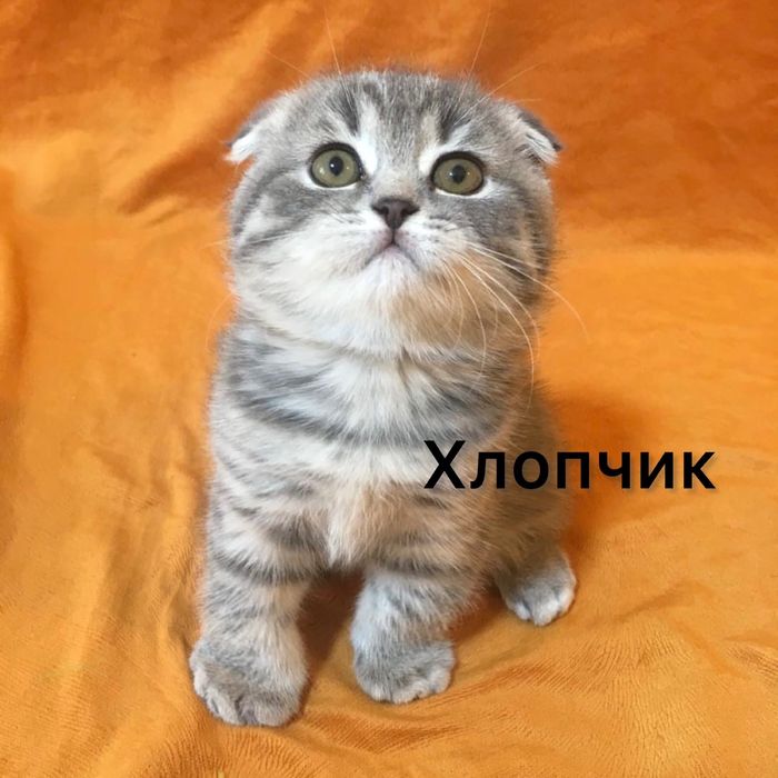 Котенята з паспортами