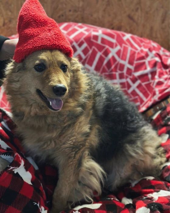 Отдаем в добрые ответственные руки девочку.