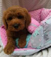 Goldendoodle f1 suczka pudel golden retriever