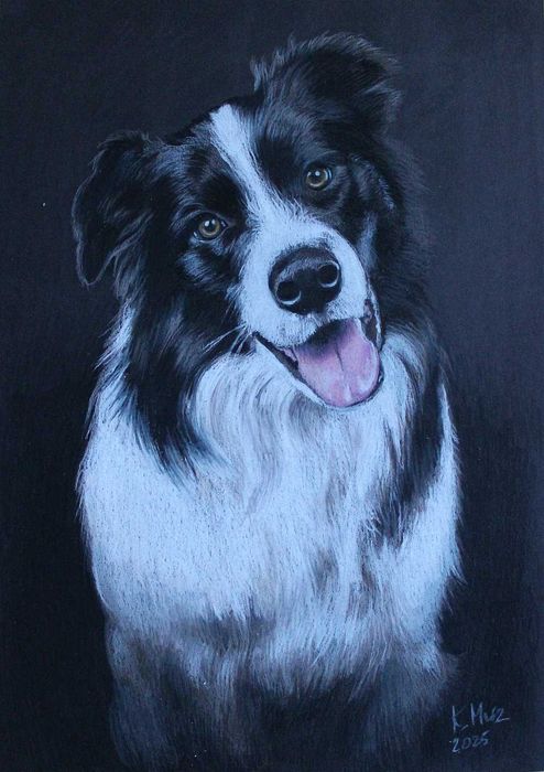 Border collie portret psa pies rysunek kredkami na czarnym brystolu A3