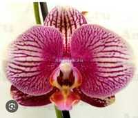 Орхидея Фантом подросток