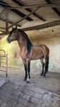 Cavalo Puro Sangue Lusitano