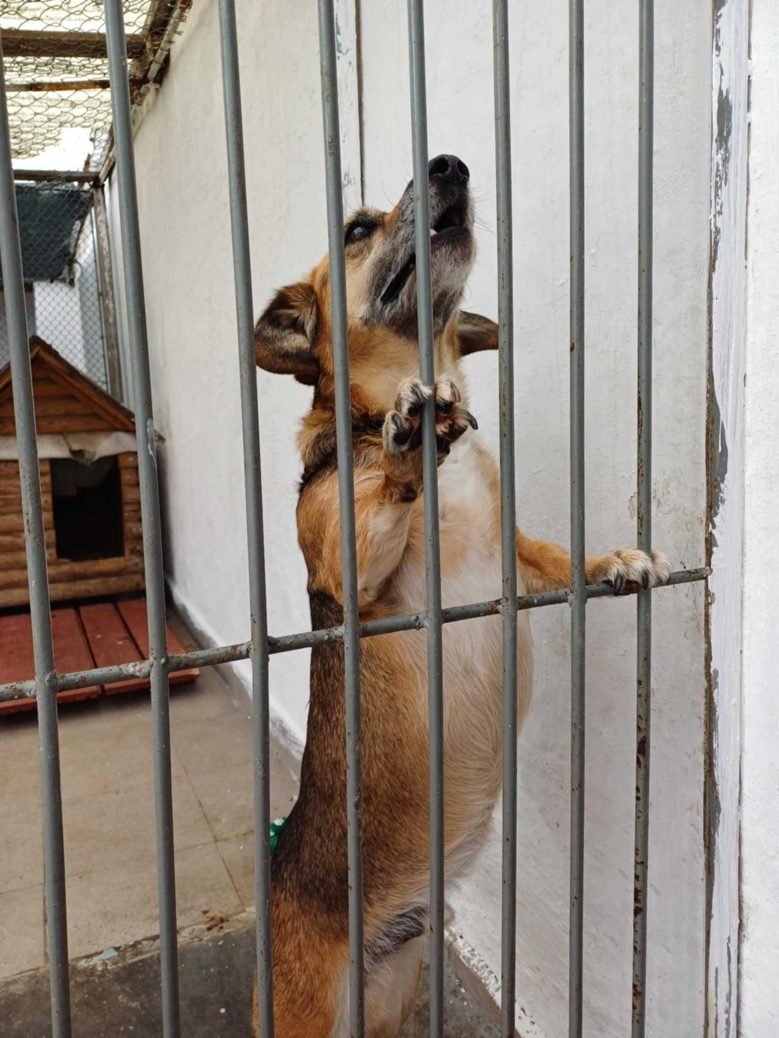 Pilne!!Kubuś po 4 latach od adopcji został porzucony daj dam Sylwia Wa