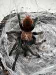 Chromatopelma Cynaeopubescens samica 2-2,5DC