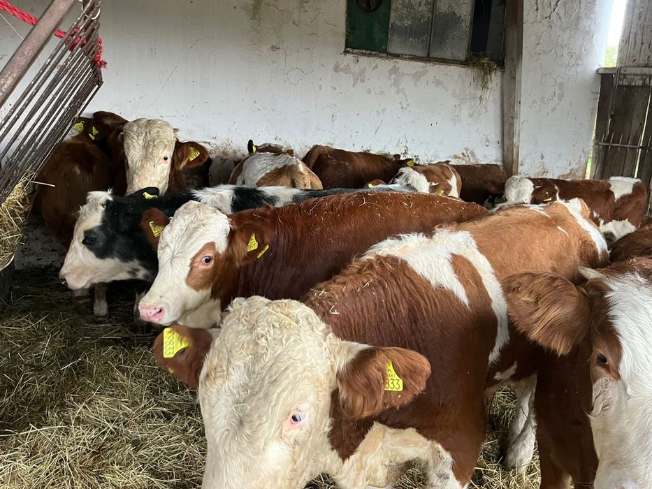 12 byków Polskich biała strefa