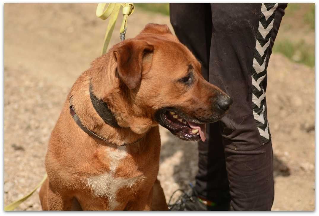 Nikt nie lubi rudych krótkowłosych, BUDDY tak długo czeka.ADOPCJA