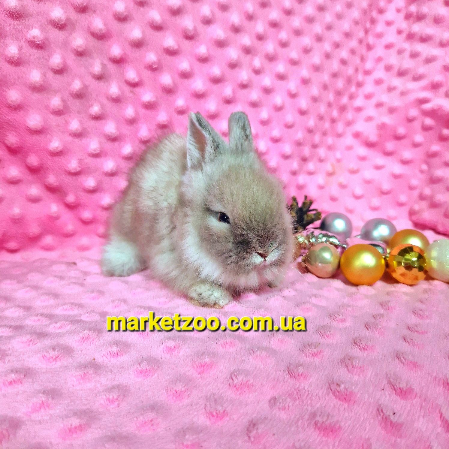 Мини кролик сиамский