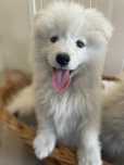 Samoyed szczeniak piesek gotowy na opuszczenie hodowli