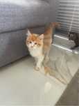 Kot Maine Coon kociak