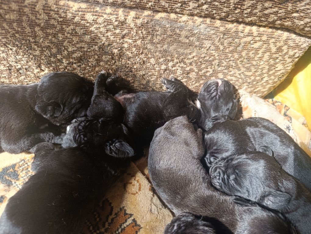 Цуценята кане корсо
