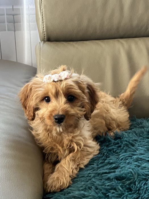 Cudowna suczka cavapoo do odbioru