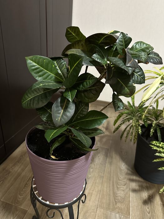 Продам дорослі Кротони