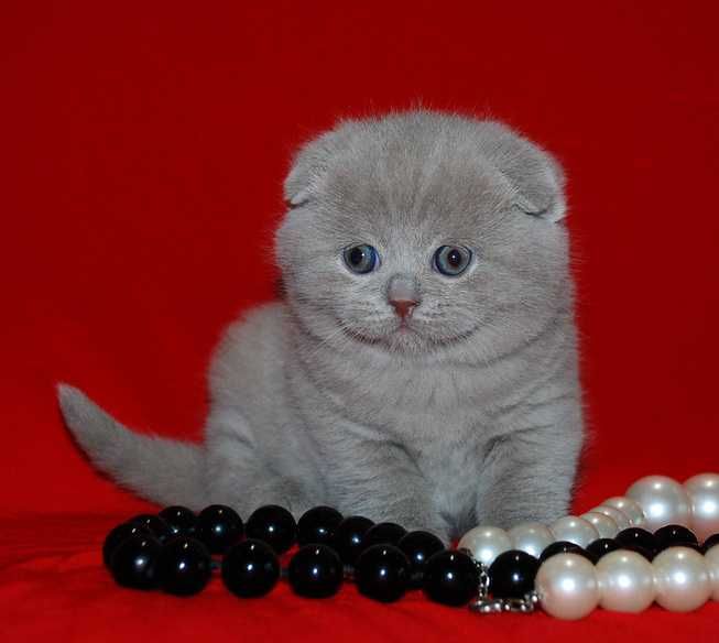 Лиловая вислоухая кошечка