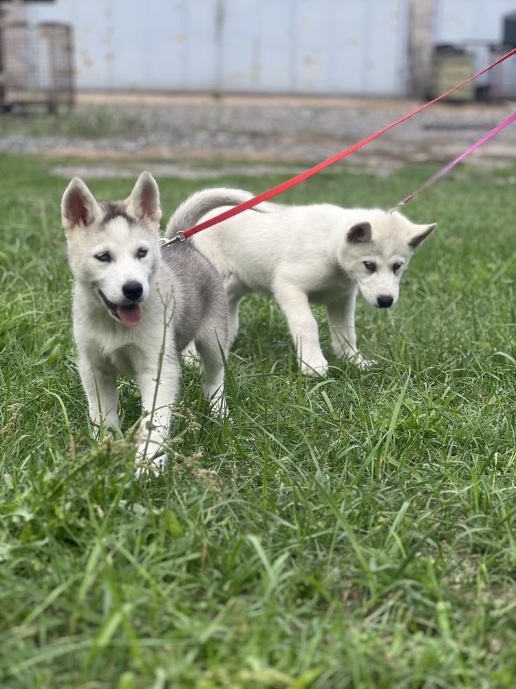 Husky Siberian/Syberian