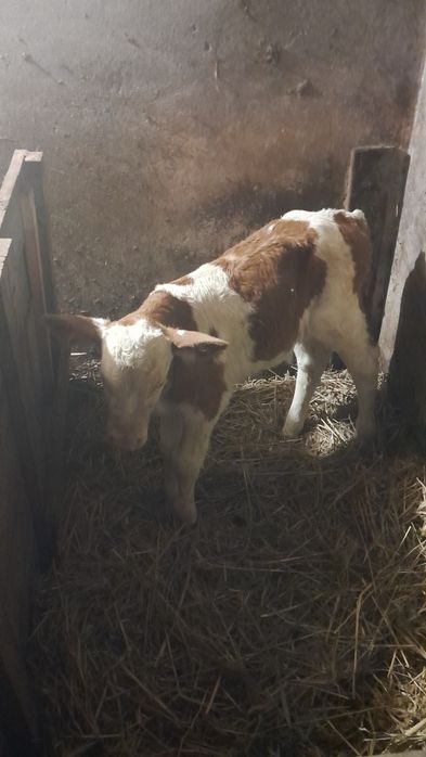 Szprzedam byczka rasy simental