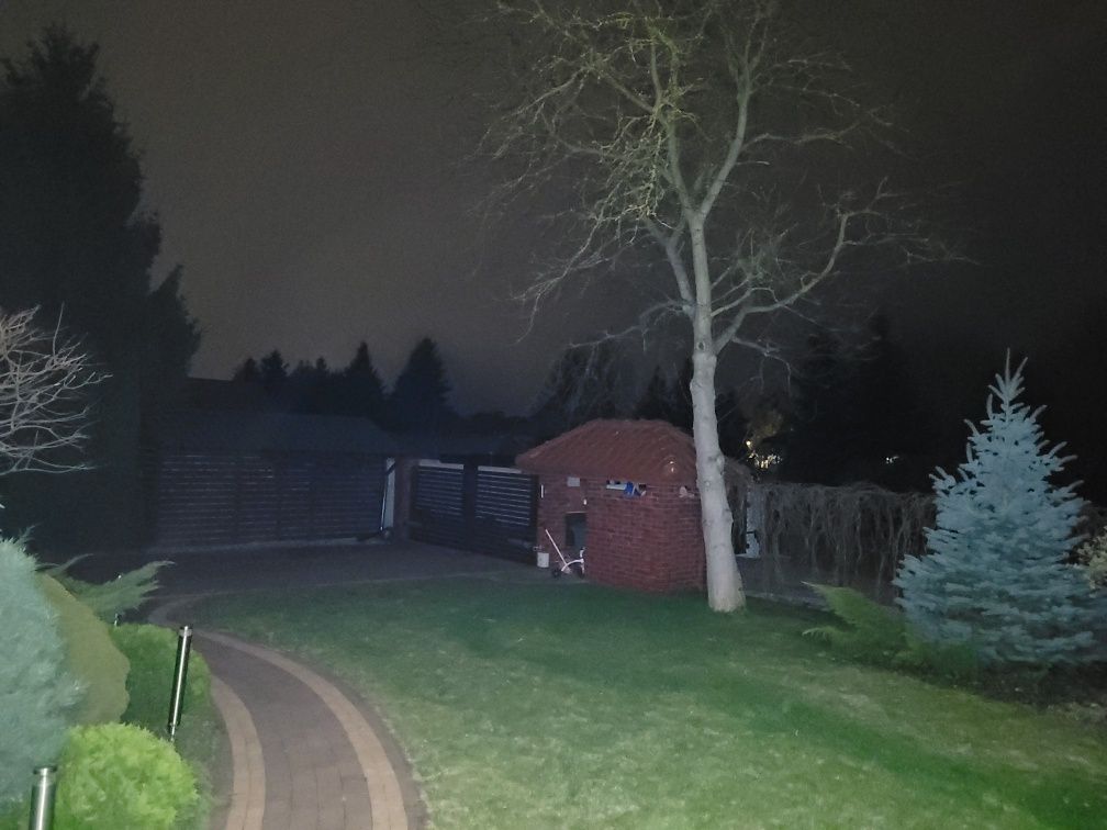 Drzewo Orzech włoski