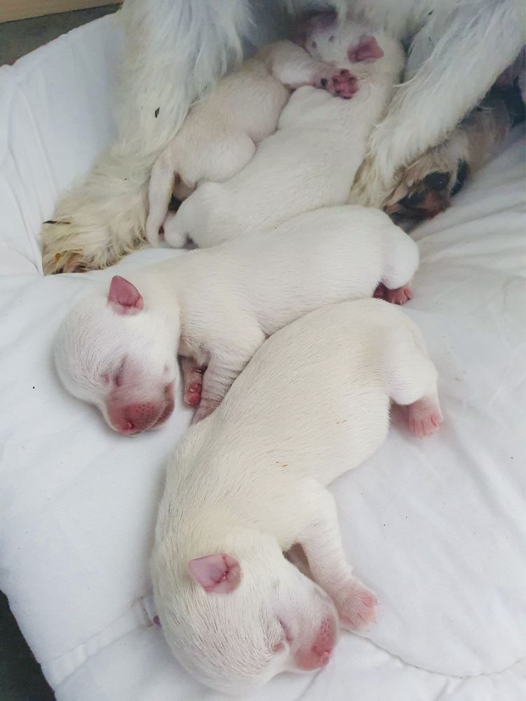 West Highland white terrier - suczka