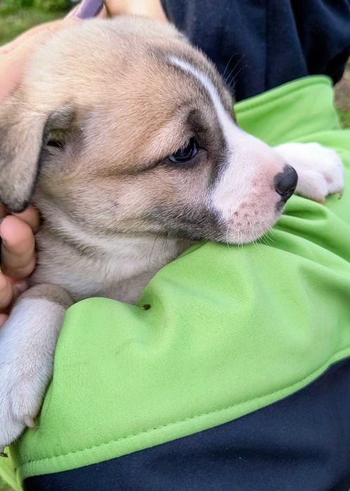 Oddam szczenięta! Matka mieszaniec labradora