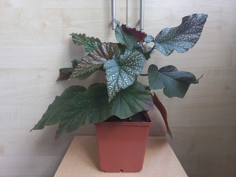 Бегония "Жемчужная" (3 черенка в одном контейнере)