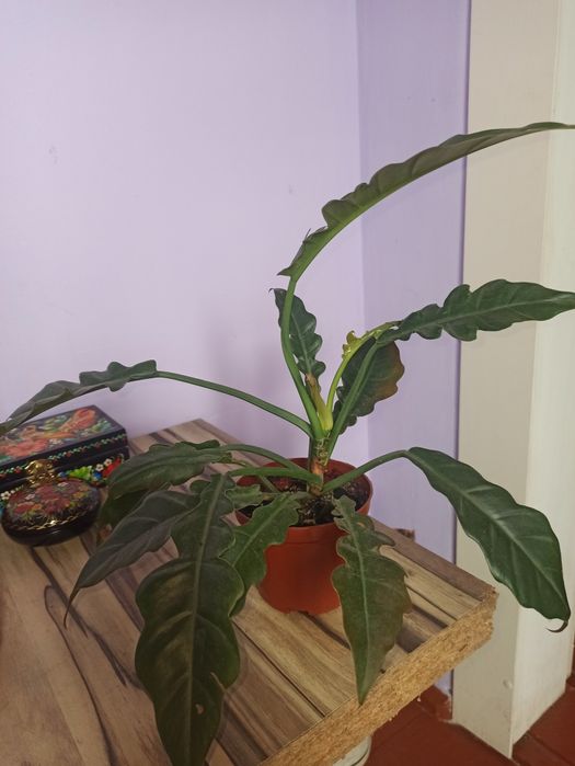 Продам филодендрони разных сортов