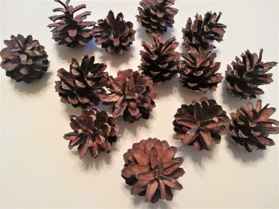 Szyszki sosnowe 30 szt na ozdoby małe 3-4 cm komplet
