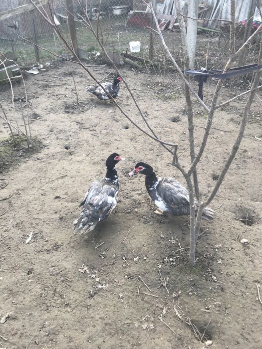 Качки шипуни