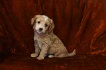 Maltipoo-piekny maluch suczka