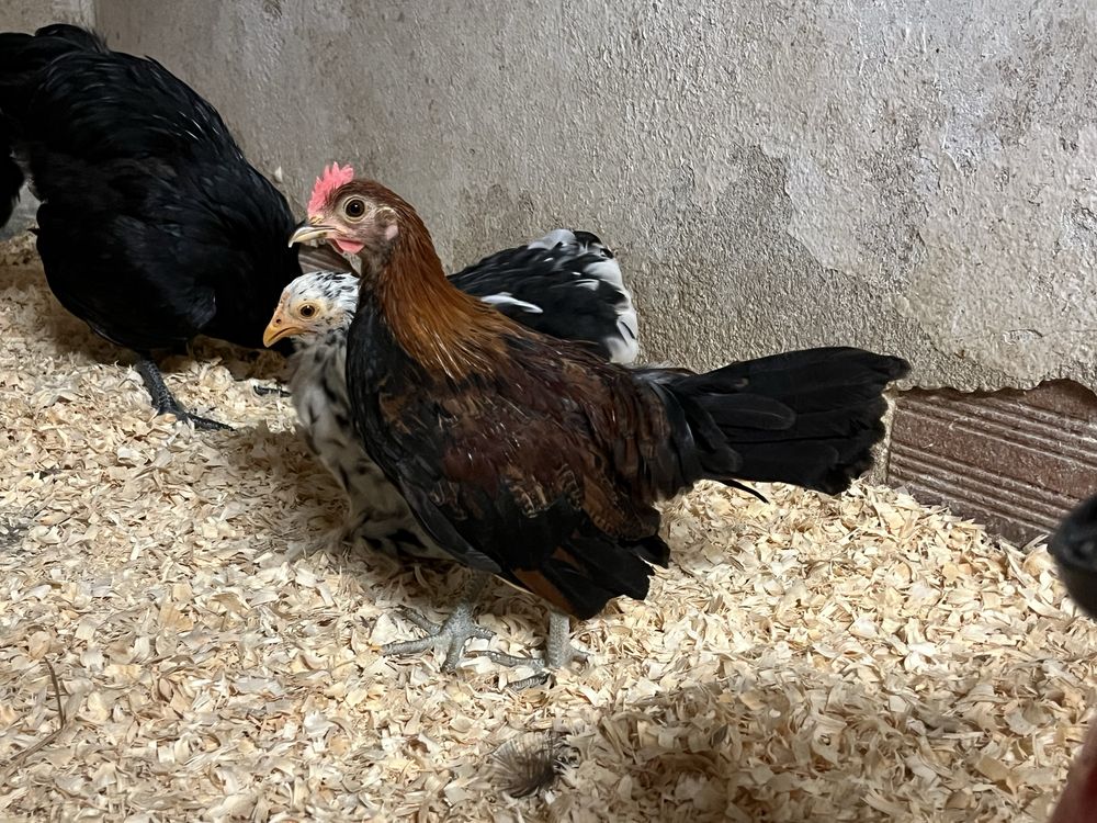 Macho galo brankiva