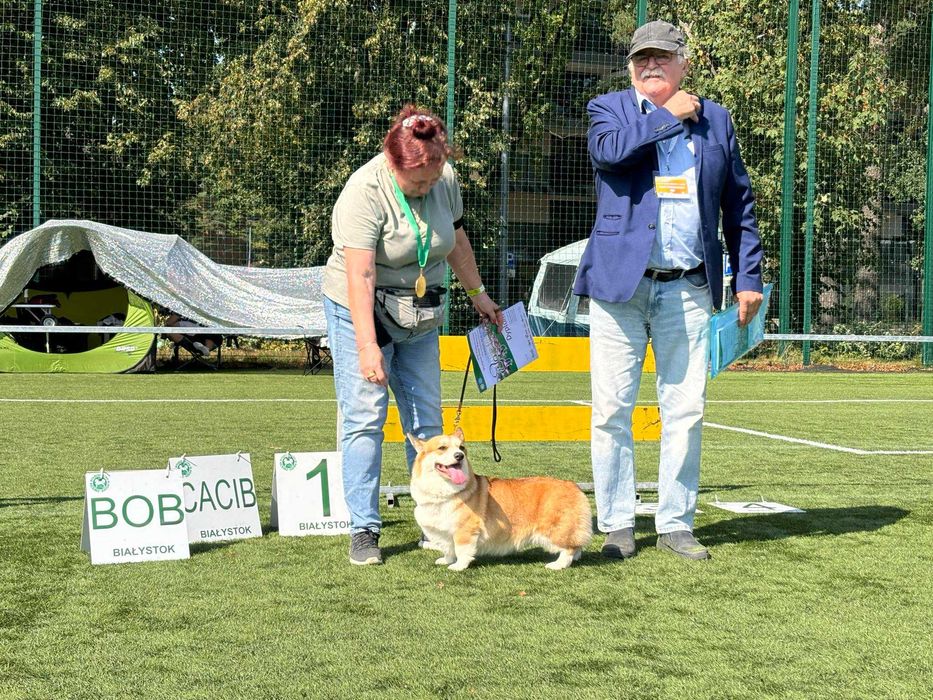 Śliczne szczenię po Championach